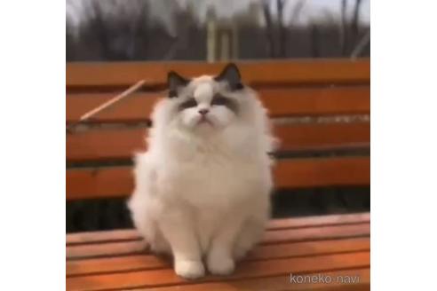 販売中のラグドールの親猫